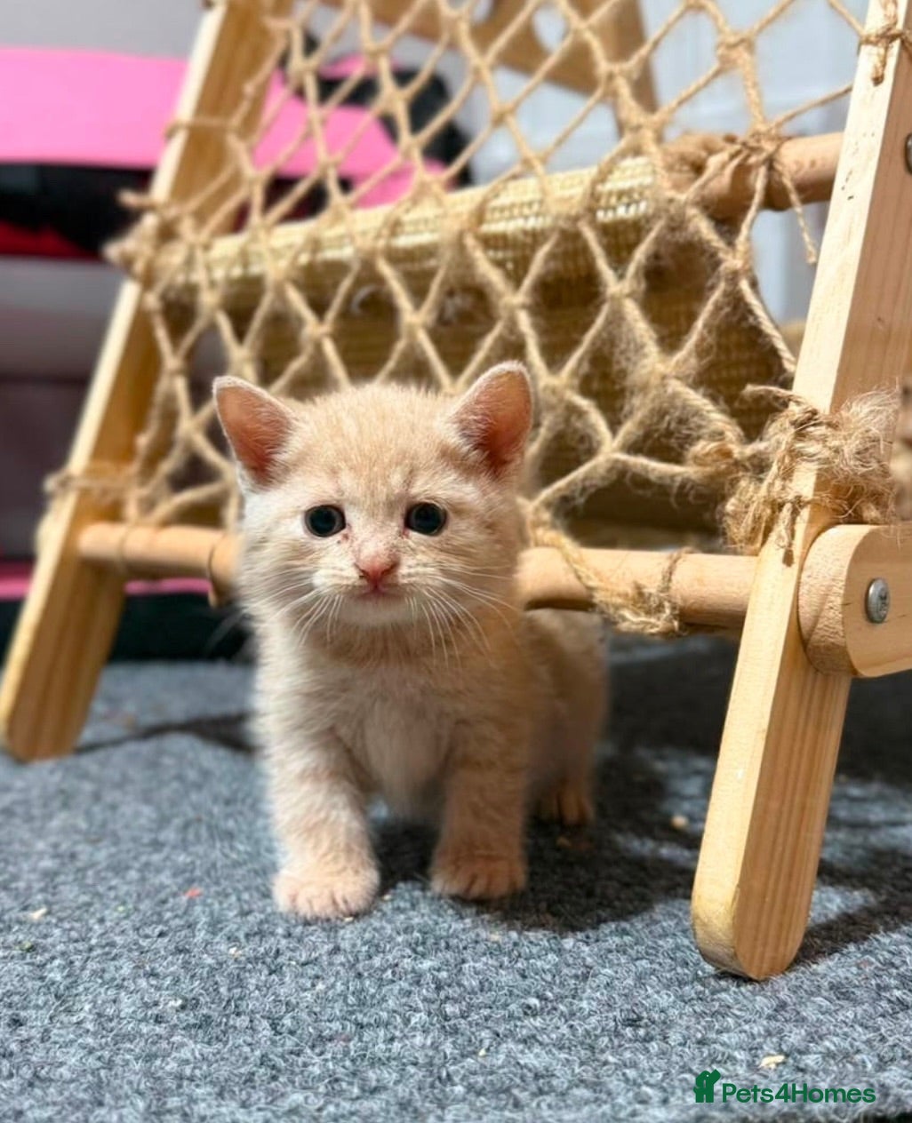 British Shorthair cats Very docile red boy cream girl  - Advert 1