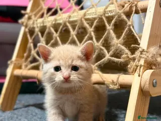 British Shorthair cats Very docile red boy cream girl - Advert 4