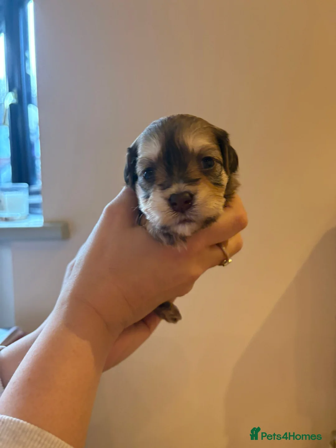 Havanese dogs for sale: Beautiful Havanese puppies - Advert 11