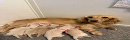 Miniature Dachshund dogs for sale: KC Clear Cream Miniature Dachshund Puppies in Bishop's Stortford - Advert 1