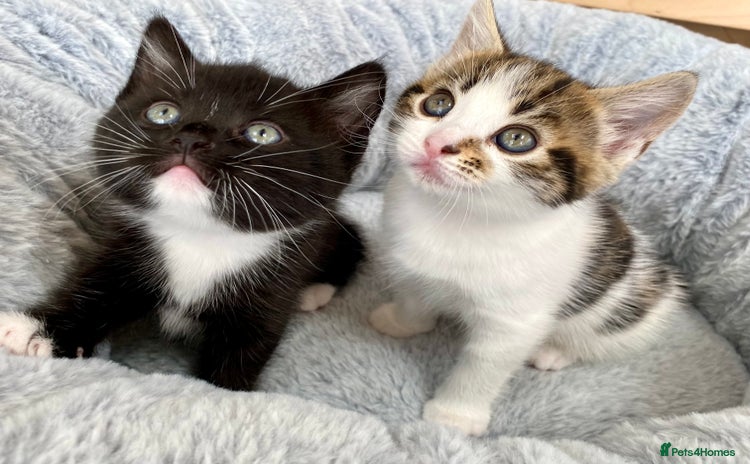 Mixed Breed cats - Advert 6