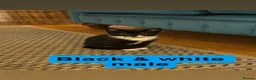 Mixed Breed cats for sale: 8 kittens for sale in Castle Douglas - Advert 5