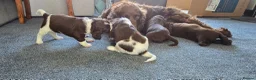 Sprocker dogs for sale: Last 3 boy Sprocker left - Advert 8