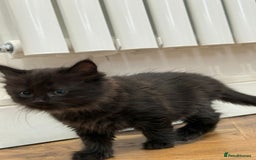 Ragdoll cats for sale: Ragdoll mix Bombay  - Image 1