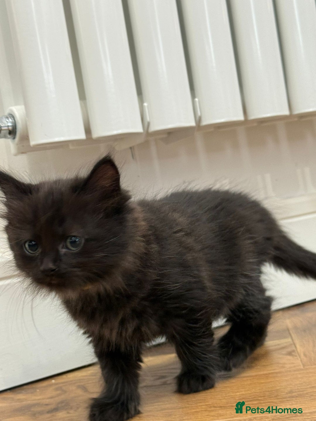 Ragdoll cats for sale: Ragdoll mix Bombay  - Image 1