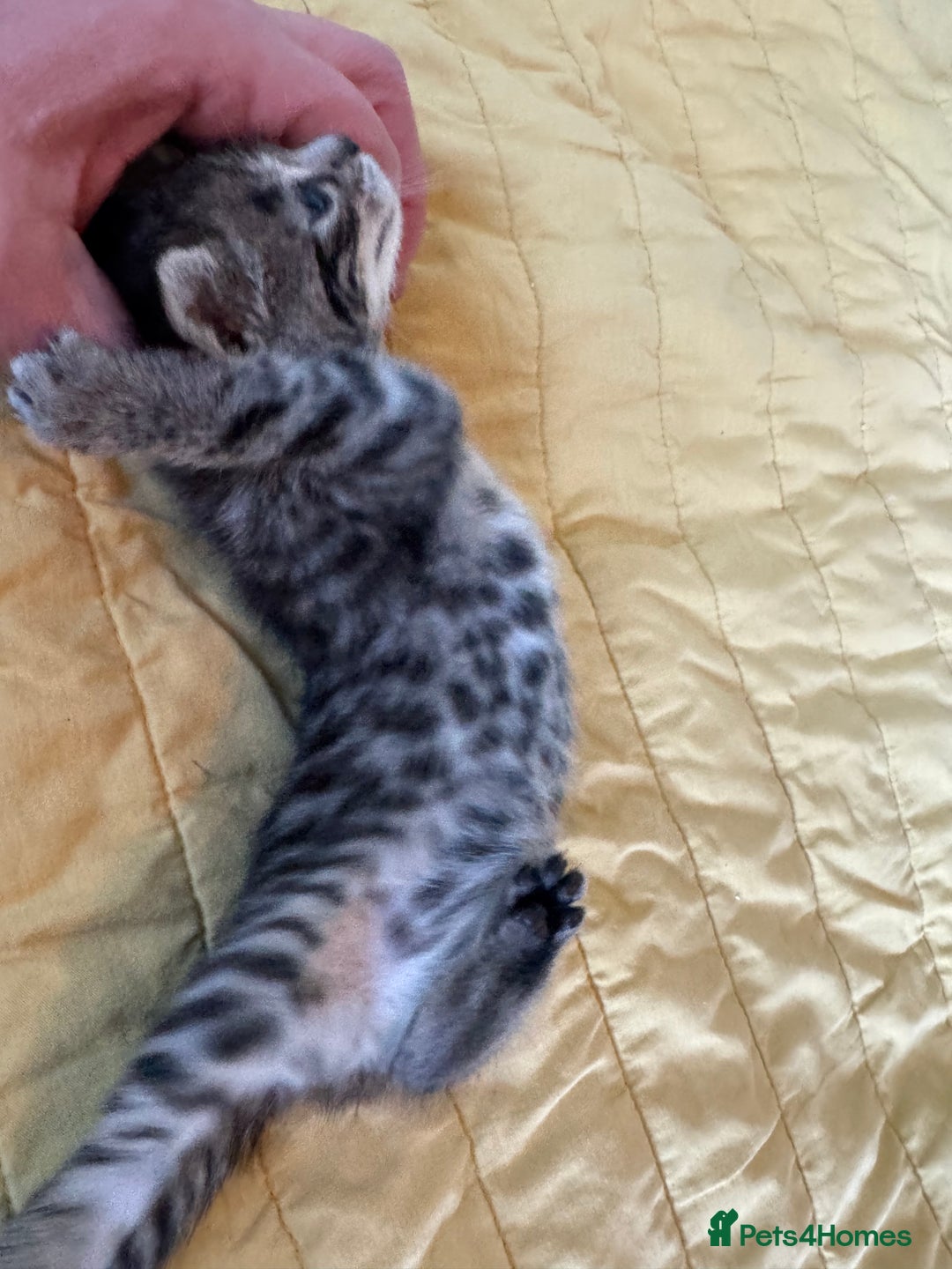 Bengal cats for sale: 3/4 bengal 1/4BSH - Advert 27