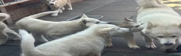 Alaskan Malamute dogs for sale: Pure white Alaskan Malamutes  in Wolverhampton - Advert 6