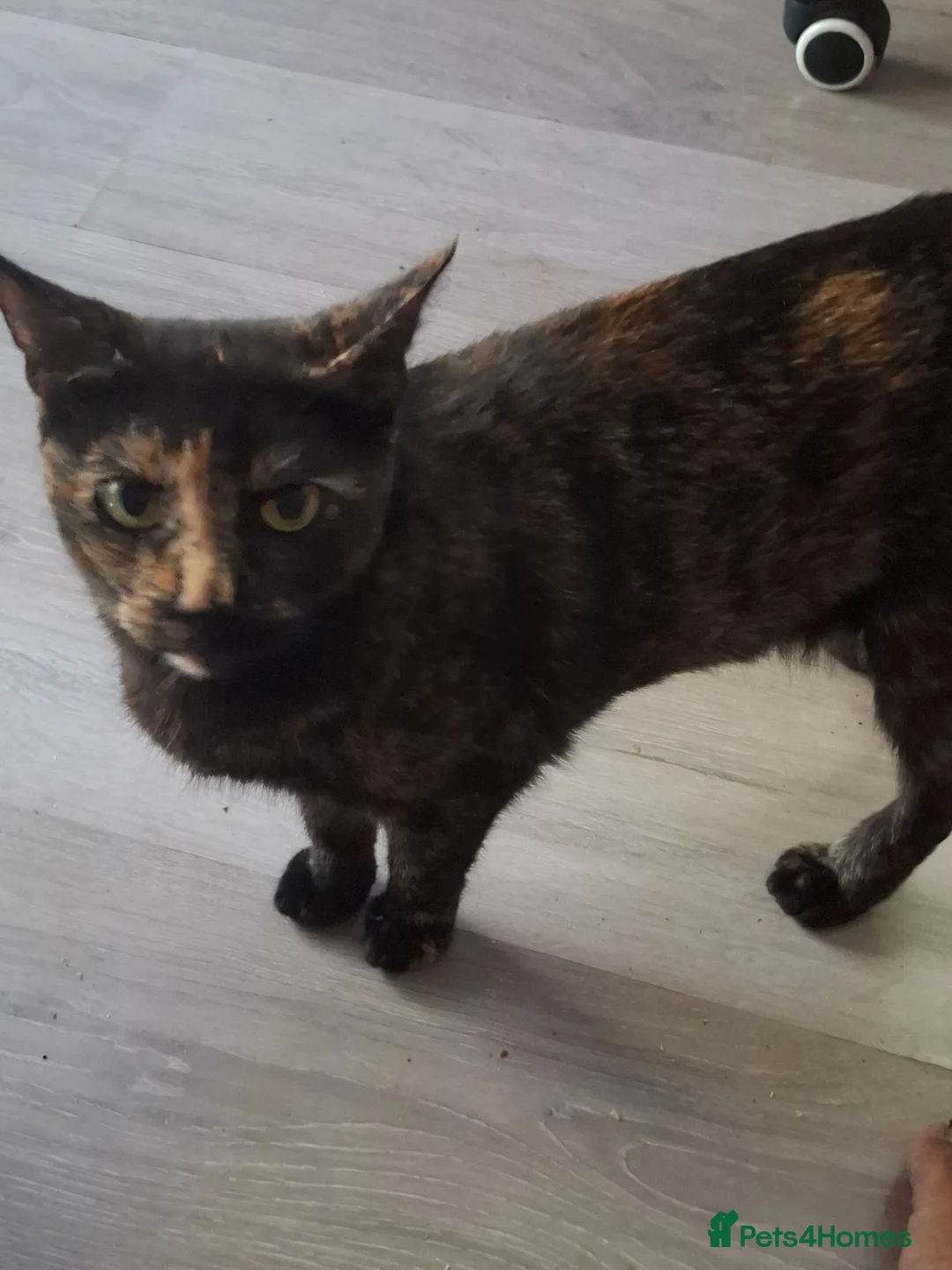 Mixed Breed cats for sale: Lovely kittens - Advert 1