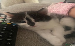 Ragdoll cats for sale: Ragdoll Mix Breed Kittens - Image 2