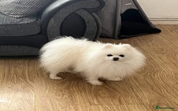 Pomeranian dogs for stud: STUNNING WHITE RUSSIAN POM  in Birmingham - Image 3