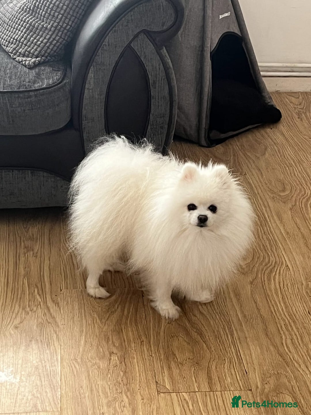 Pomeranian dogs for stud: STUNNING WHITE RUSSIAN POM  in Birmingham - Image 3