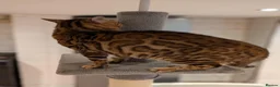 Bengal cats for sale: Retired Male Bengal Seeking Forever Home - Advert 8