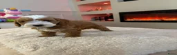 Cavapoo dogs for sale: Gorgeous Cavapoo puppies  - Advert 19