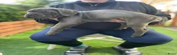 Cane Corso dogs for sale: Outstanding ICCF Cane Corso Pups, Family-Guardians - Advert 21