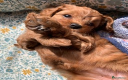 Cavapoo dogs for sale: Stunning premium F1 Cavapoo babies 🥰 - Image 30