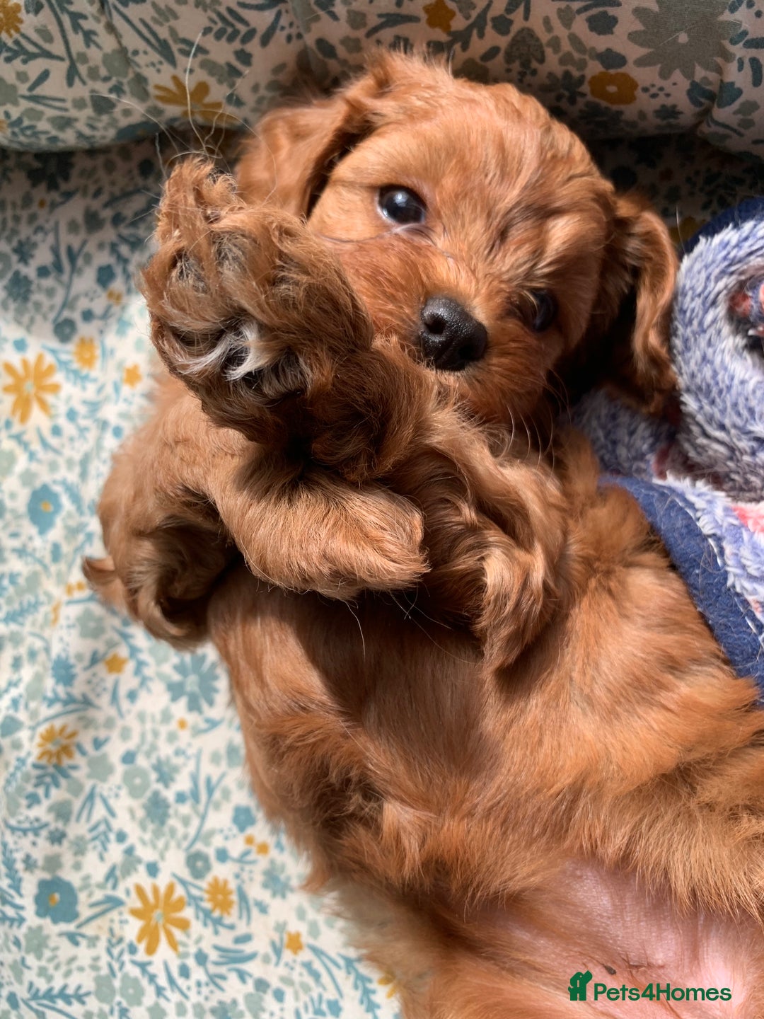 Cavapoo dogs for sale: Stunning premium F1 Cavapoo babies 🥰 - Image 30