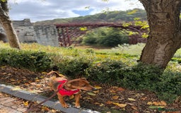 Patterdale Terrier dogs for sale: 7 Year Old Male Patterdale  - Image 10