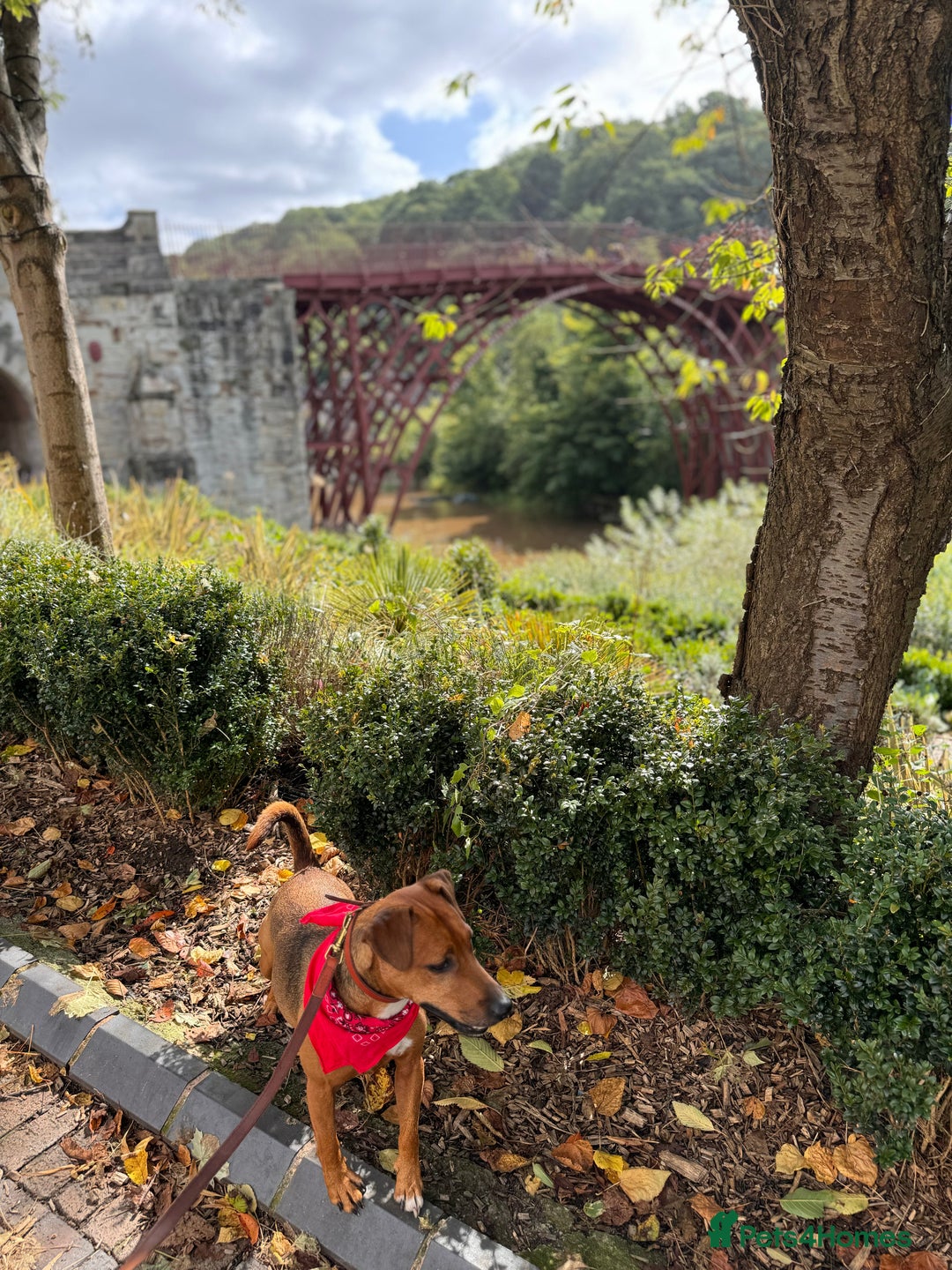 Patterdale Terrier dogs for sale: 7 Year Old Male Patterdale  - Image 10