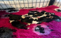 Mixed Breed dogs for sale: Border collie cross/bearded collie puppies  - Image 3