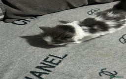 Mixed Breed cats for sale: Fluffy kittens ready soon  - Image 6