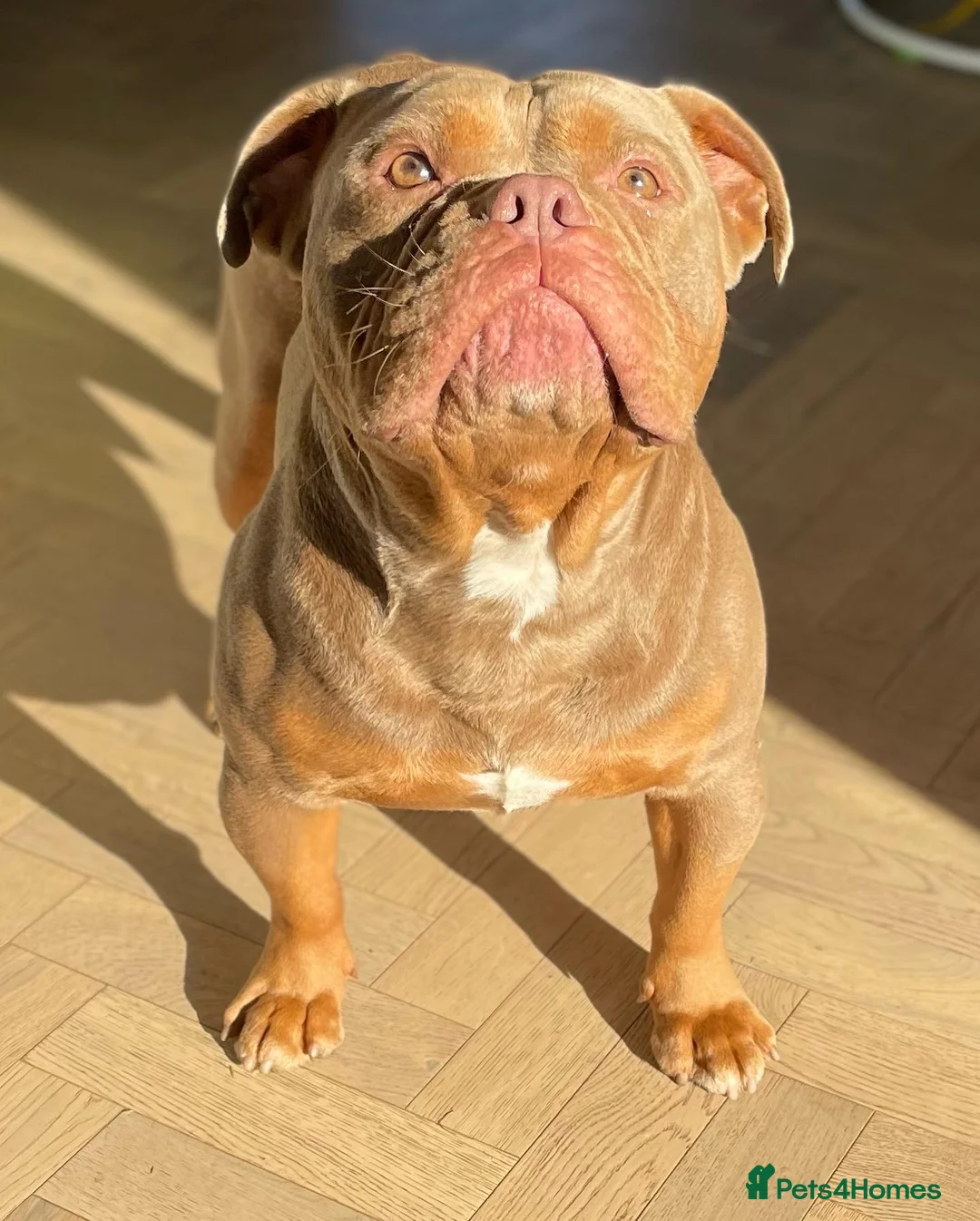 Olde English Bulldogge dogs for stud: Chico olde English Bulldog for Stud in Liverpool - Advert 2