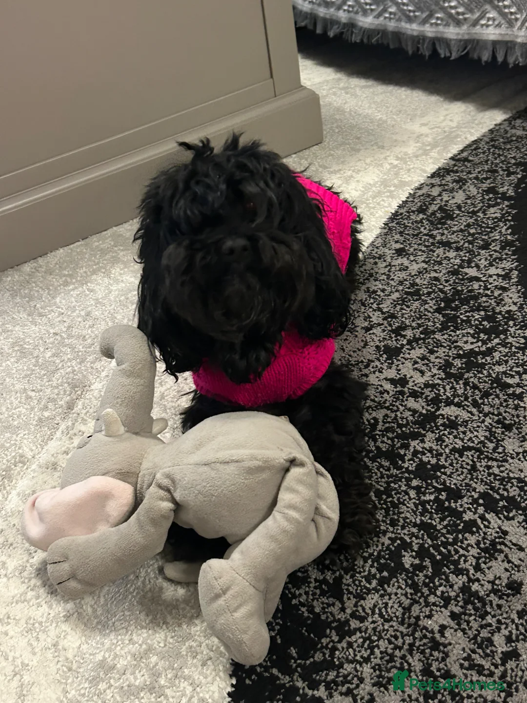 Toy Poodle dogs for sale: Female poodle cross up for adoption in Hull - Advert 2