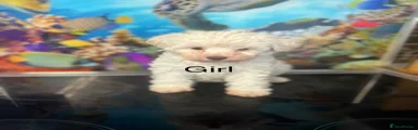 Schnoodle Puppy 3