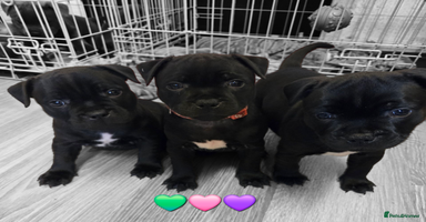 Staffordshire Bull Terrier dogs - Advert 9