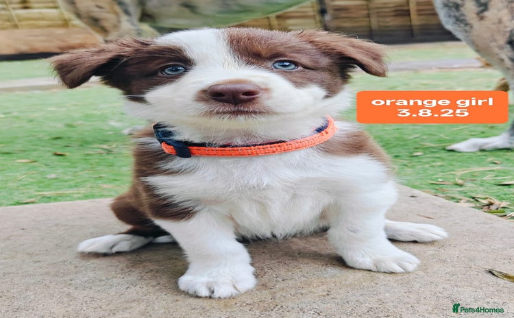 Border Collie dogs - Advert 15
