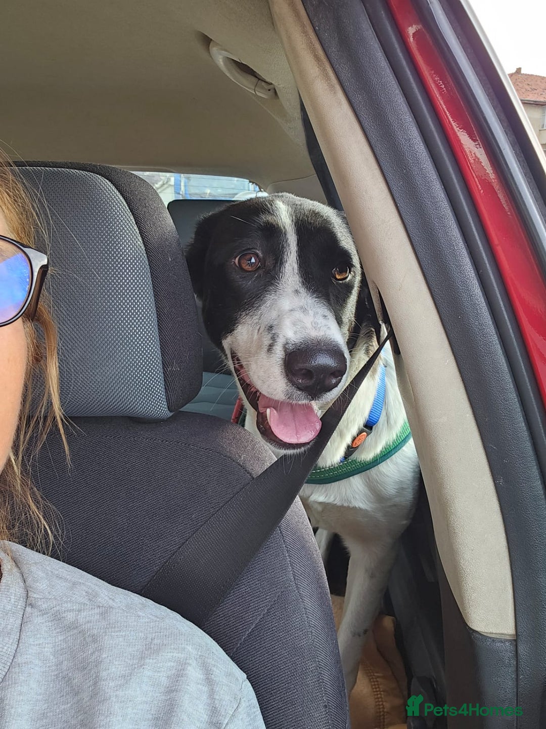 Mixed Breed dogs for adoption: 🐾 Meet Nala 🐾 - a loyal girl - for a Loving Home - Advert 19