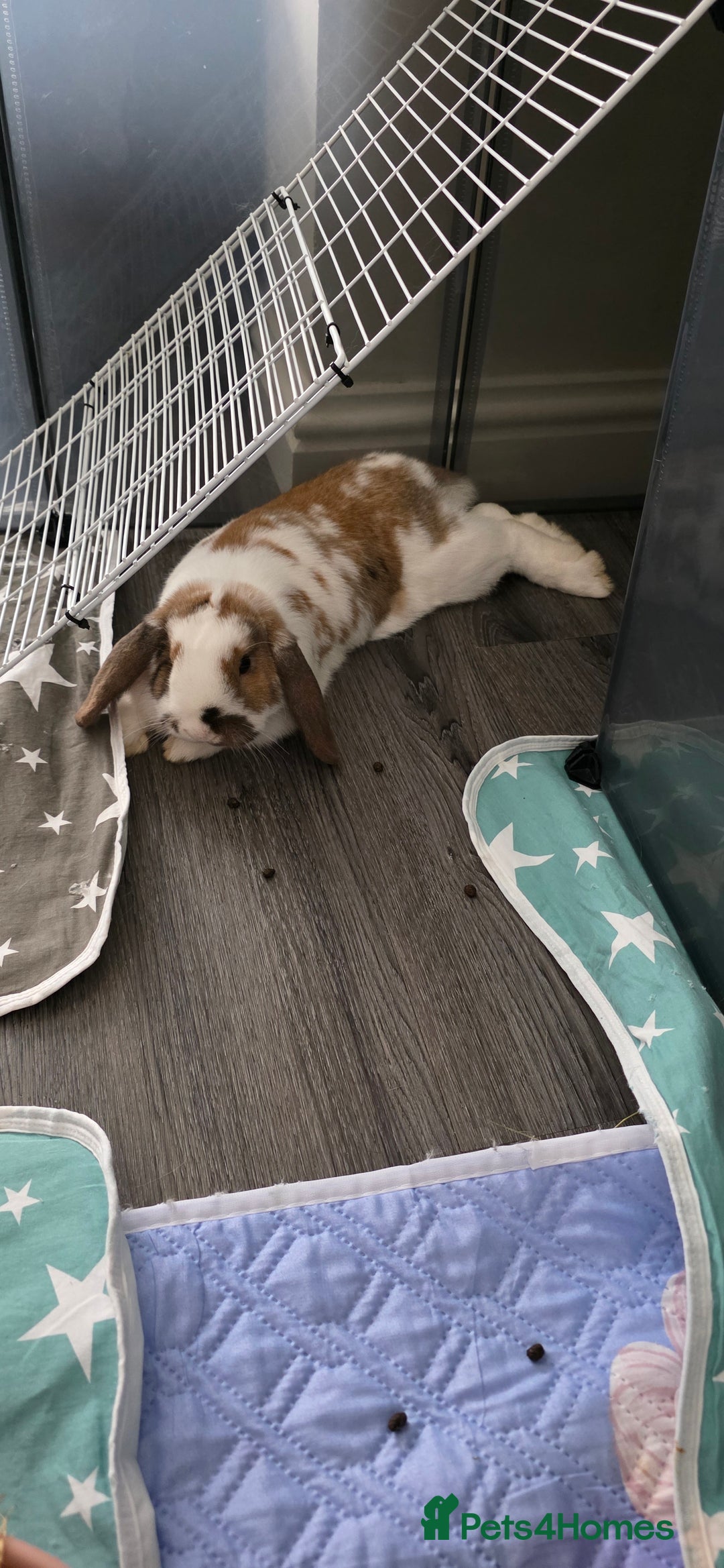 Rex rabbits for sale: 2 female rabbits - Image 5