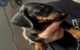 Dachshund dogs for sale: Miniature dachshunds ready now 💗 - Image 17