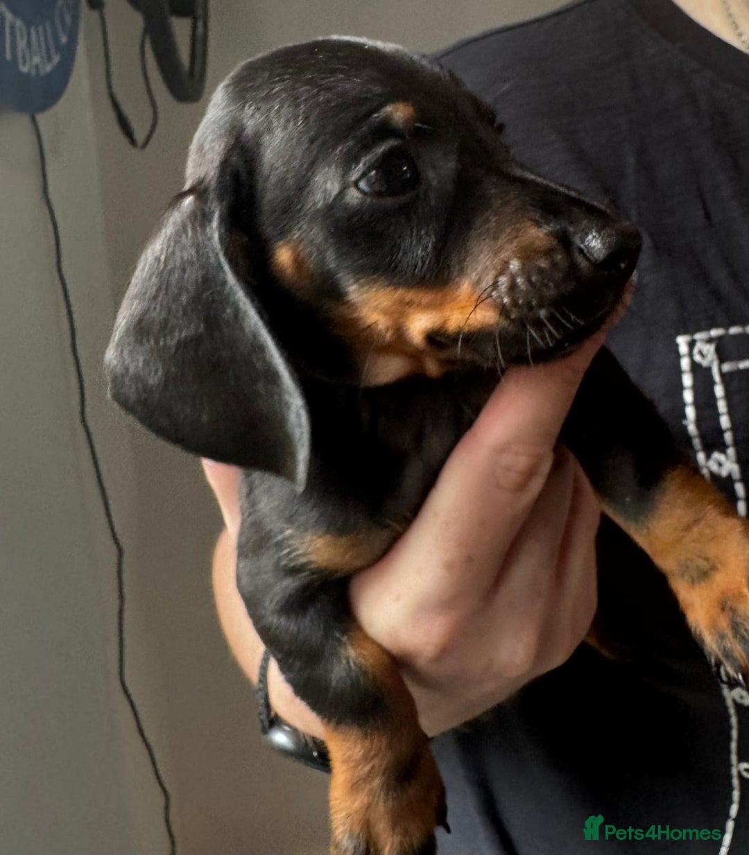 Dachshund dogs for sale: Miniature dachshunds ready now 💗 - Image 17