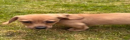Jackshund dogs for sale: Dachshund X Jack Russell Puppies JACKSHUNDS  in Glasgow - Advert 6