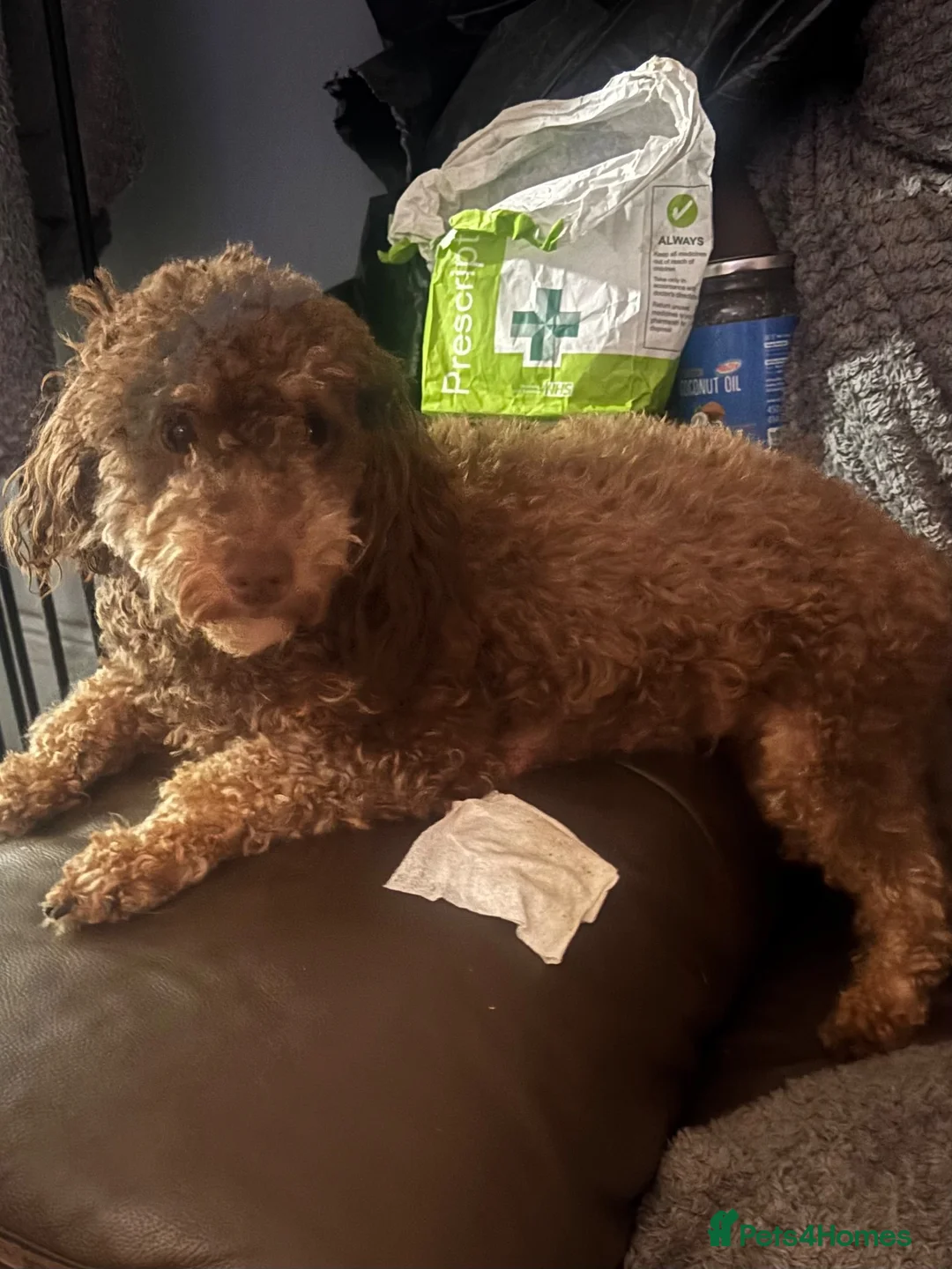 Miniature Poodle dogs for sale: Beautiful Miniature poodles - Advert 39
