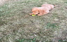 Cocker Spaniel dogs for sale: Stunning Working Cocker Spaniel Puppies - Image 6