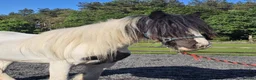 Irish Cob horses for sale: Summer project  - Advert 11