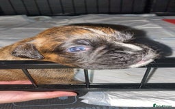 Boxer dogs for sale: Boxer  - Image 6