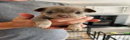 Chihuahua dogs for sale: Only 1 left ## Smoothcoat Chihuahua puppy for sale - Advert 27