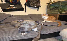 Staffordshire Bull Terrier dogs for sale: Staffordshire bull terrier puppy's  - Image 17