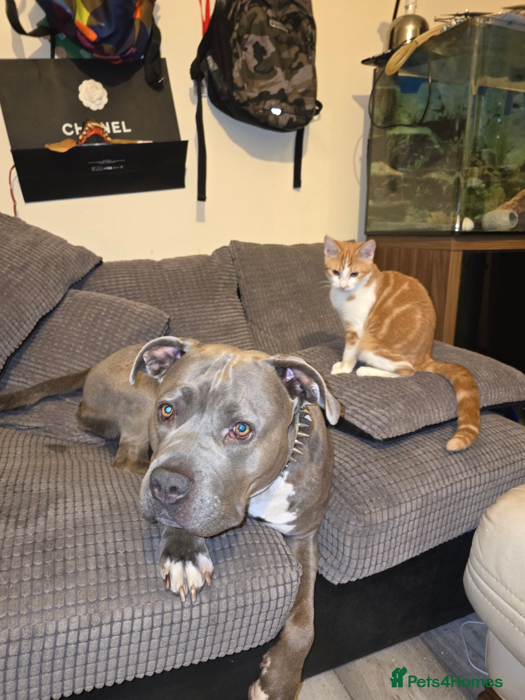 Staffordshire Bull Terrier dogs for sale: Staffordshire bull terrier puppy's  - Image 17