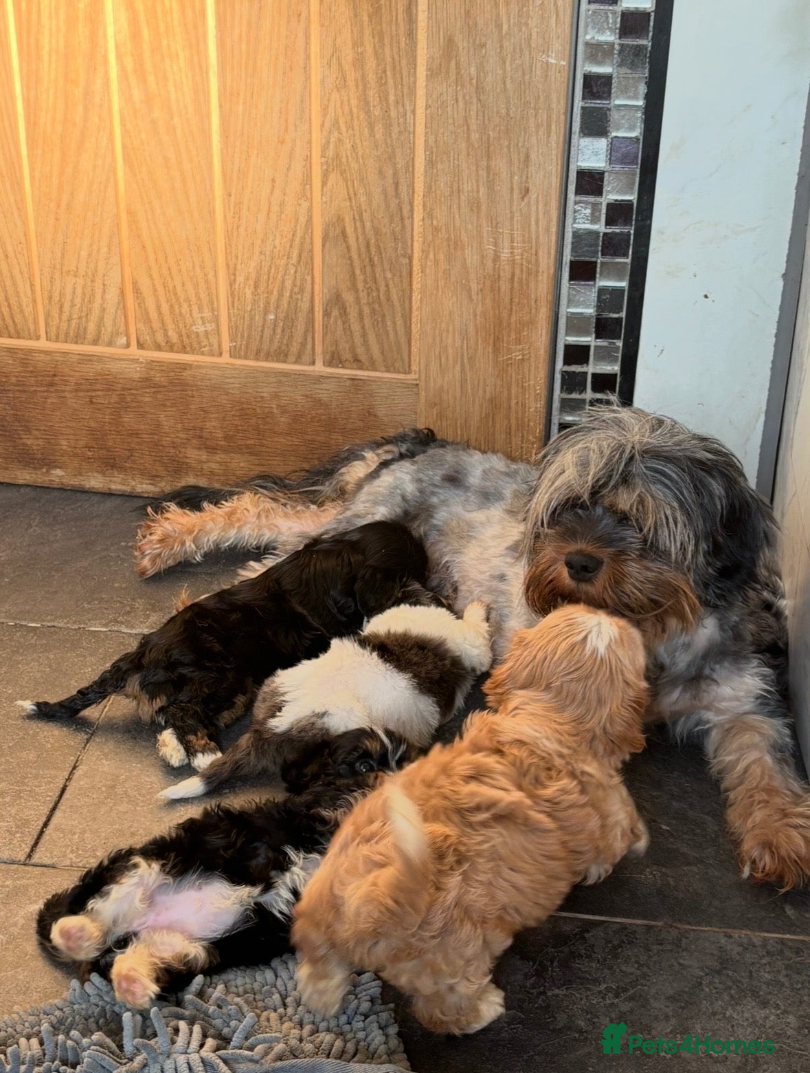 Cavapoo dogs Little cuties  - Advert 1