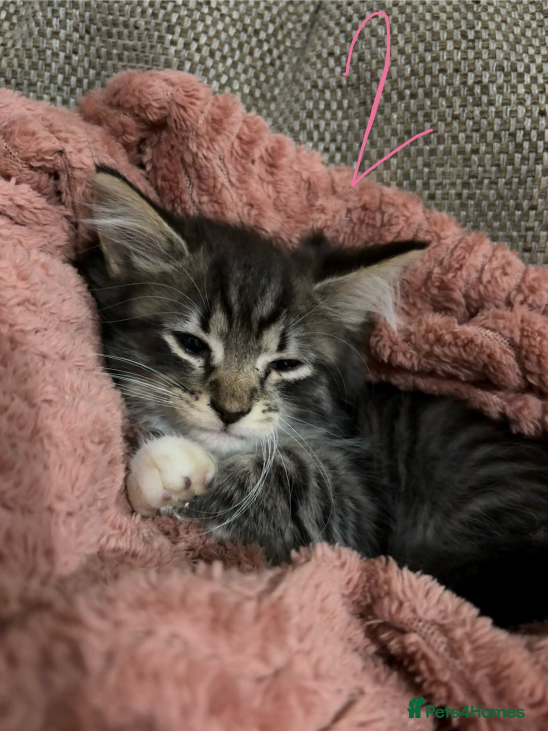 Mixed Breed cats for sale: 3 beautiful female kittens  - Image 16