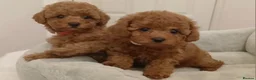 Cavapoo dogs for sale: Adorable Toy Cavapoo Girl Puppies  - Advert 1