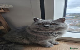 British Longhair cats for sale: Beautiful British Longhair female  - Advert 7