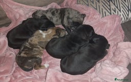 Mixed Breed dogs for sale: American Bulldog x Doberman Puppies - Image 5