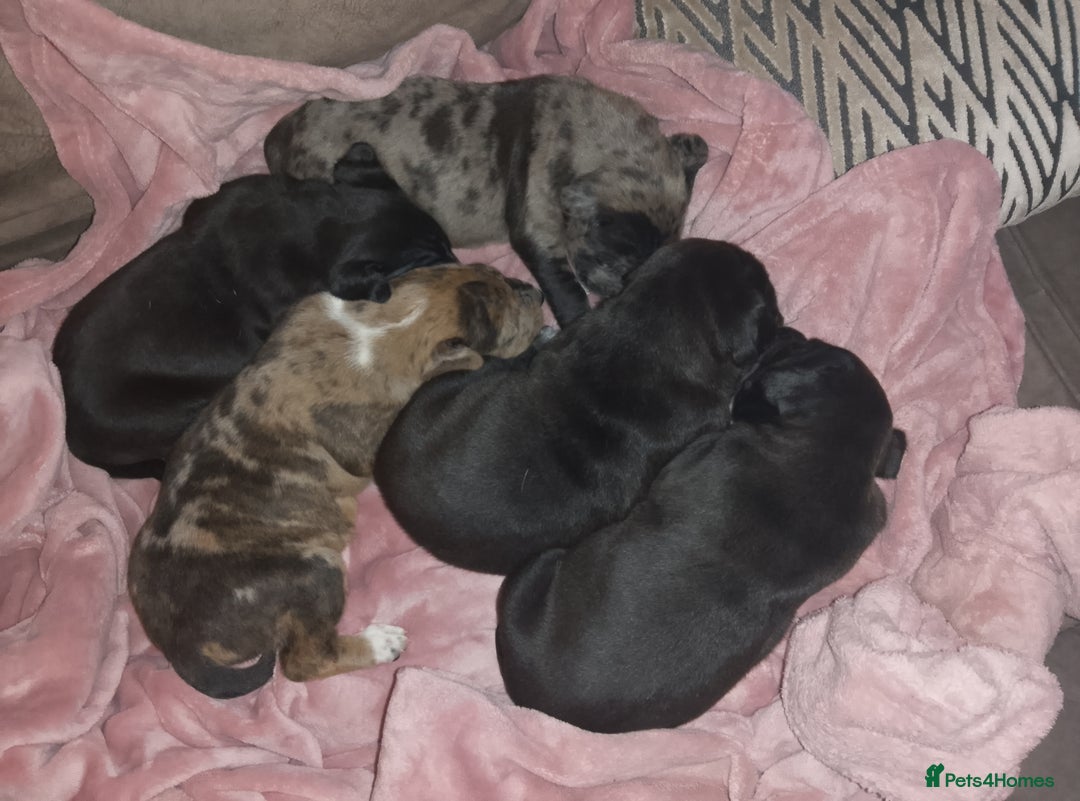 Mixed Breed dogs for sale: American Bulldog x Doberman Puppies - Image 5
