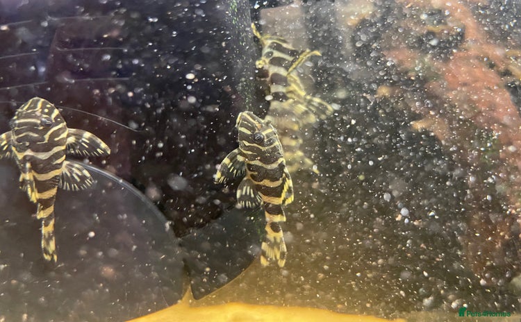 Plecos fish - Advert 6