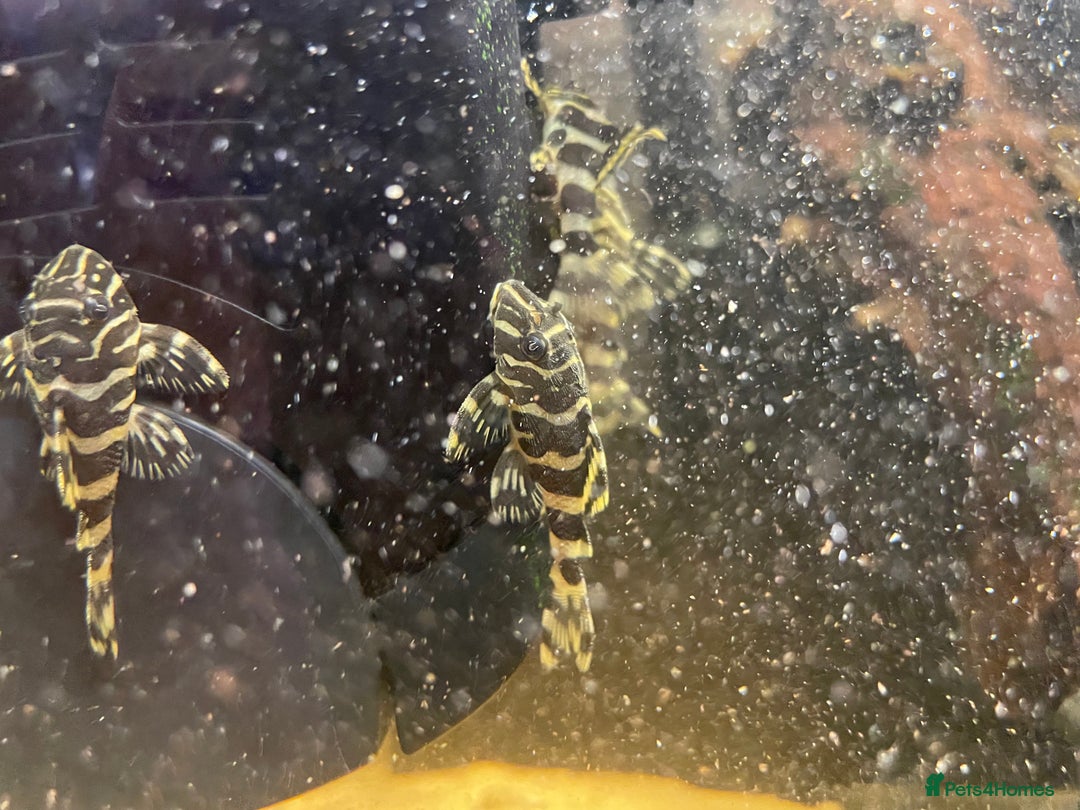 Plecos fish for sale: L134 leopard frog pleco juveniles - Image 1
