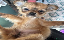 Pomchi dogs for sale: Beautiful female puppy ready now!  in Godstone - Image 31